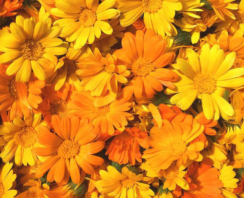 CALENDULA FLOWER EXTRACT